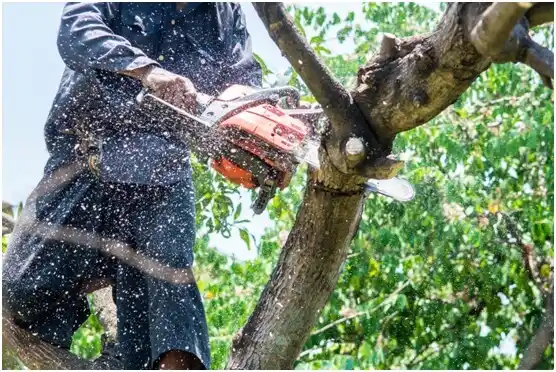 tree services Deweyville